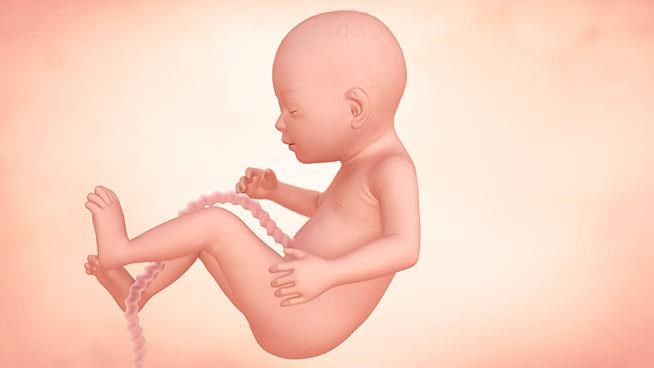 24 Weeks Pregnant Baby Size Symptoms Tips Enfamil