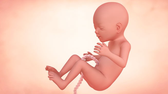 18 Week Pregnant: Baby Size, Symptoms & Tips | Enfamil 